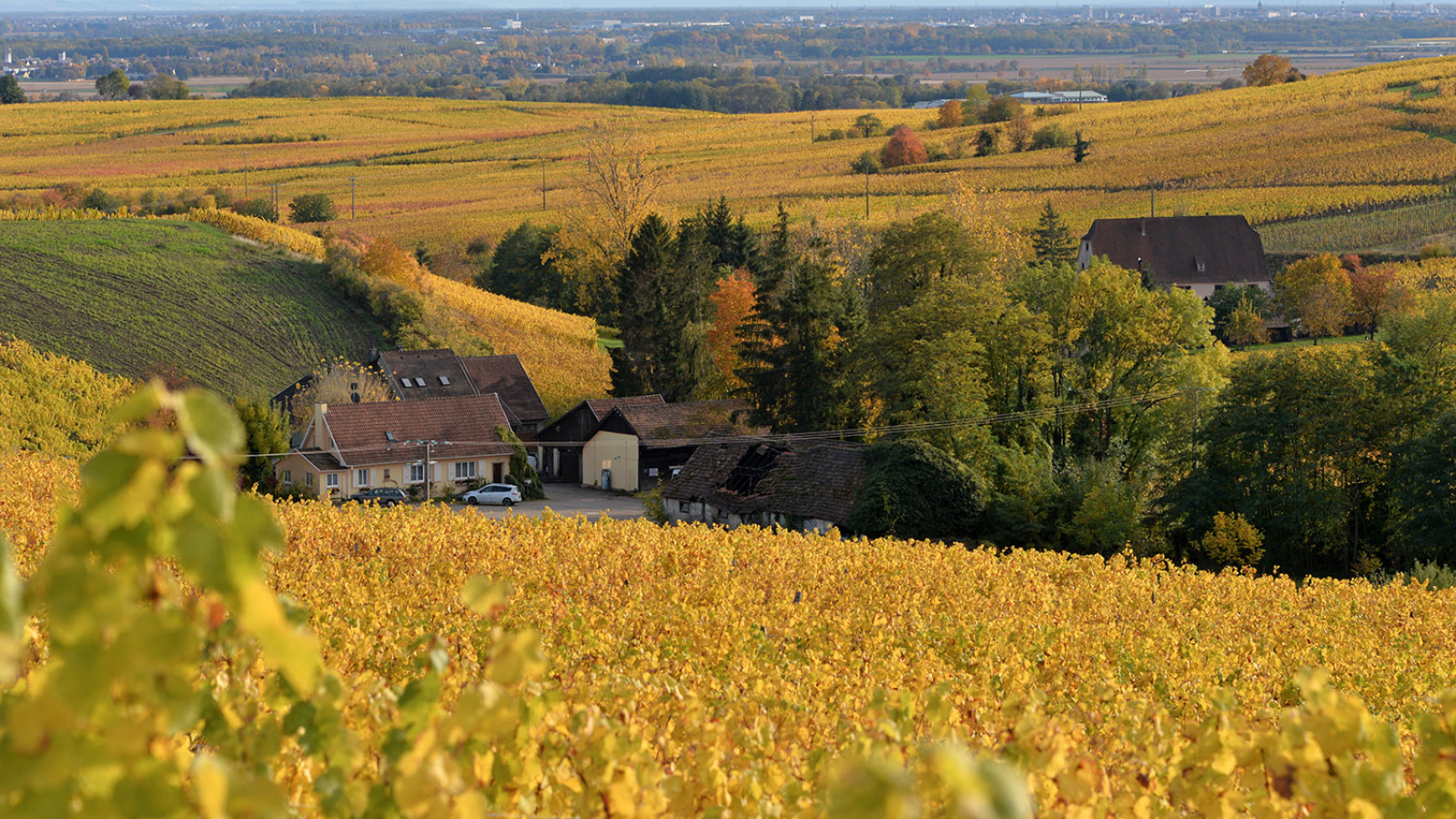 Domaine-sylvie-spielmann